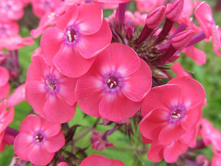 ������� ����1