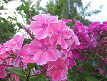 ������� �����