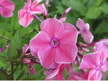 �������  �����