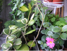 ���� �����