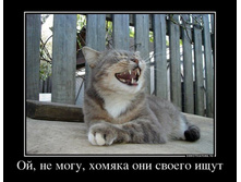 5293291_oj-ne-mogu-homyaka-oni-svoego-ischut.jpg