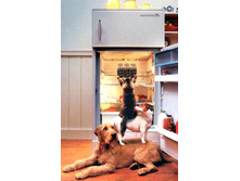 ����� �������� ��������