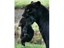 ������� 1.jpg