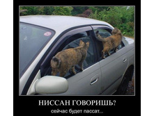 ������ ������.jpg