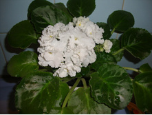 ��� �������� 003.jpg