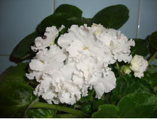 ��� �������� 004.jpg