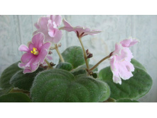 ��� �������� 008.jpg