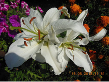 DSCN0326.JPG