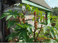 DSCN0387.JPG