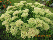 DSCN0392.JPG