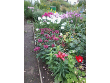 ������ � �������