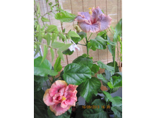 Allure � Apollo sky