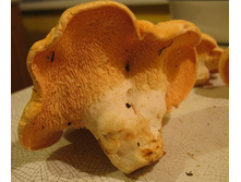 �֣���� 1.jpg