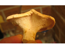 �֣���� 2.jpg