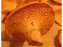 �֣���� 5.jpg