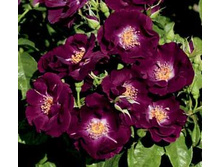 Night Owl Cl -  12,50