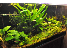 ��� �����