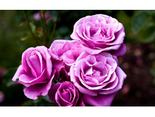 Barbra Streisand 12,50