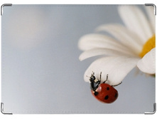 ������� �� ������� ������� � ����� �������.jpg