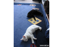 ����������� �������������