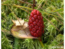 ��� ����� ������ �� ��������, ��� ����� �� ����