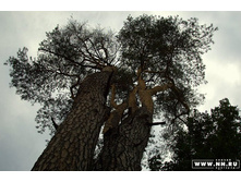 �����-������