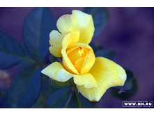 ���� ����