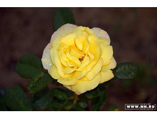 �������� ���� ����� �����