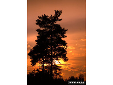 ������� � �������