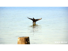 ������ �������