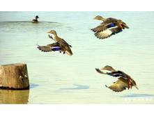 ���� �������, � ���� �����