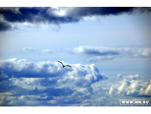 ����� ���� ... ��������