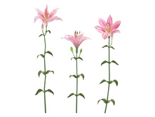 FG 7001 ����� 538,30.jpg