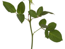 FE 5002 ���� ������� ���� ������� 244,30.jpg