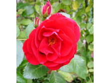 ���������� �������