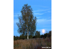 ���� �������