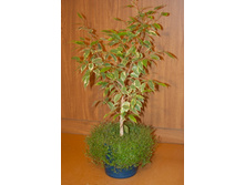 ����� ����������. ���� ���.