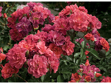 CincoDeMayo 17,16 � 24,85