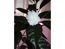 �������� ��������������