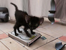 �������� ���.jpg