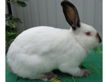 ������ ������.jpg