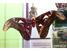 ����������"�����":)