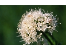 ��������� 283 ���..jpeg