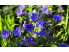 ������ 70 ���..jpeg