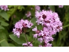 ������ 108 ���..jpeg