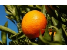 �������� 24 ���..jpeg