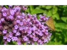 ������� 240 ���..jpeg