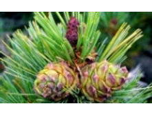 ���� 48 ���..jpeg