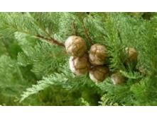 ������� 90 ���..jpeg