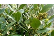 ���� 45 ���..jpeg